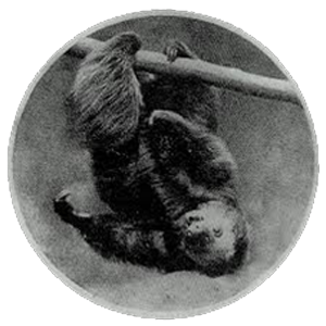Buffalo - A Dead Forever Musical Collection